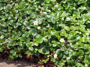 Fragaria chiloiensis