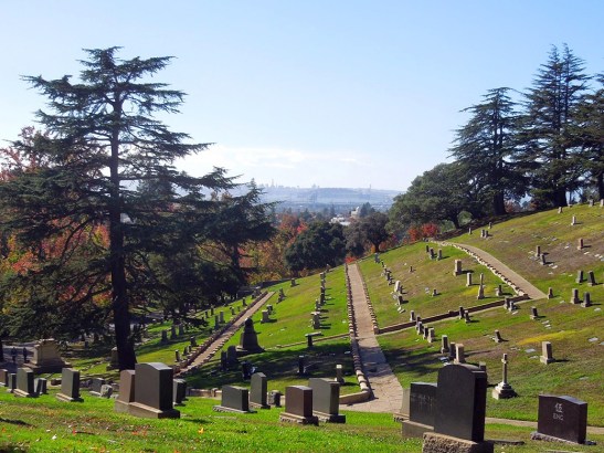 Straight rows on a hill