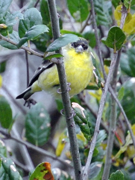 Lesser Gold Finch