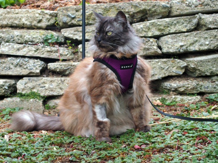 Leashed Theo