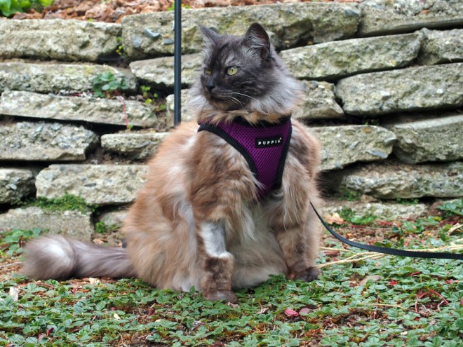 Leashed Theo