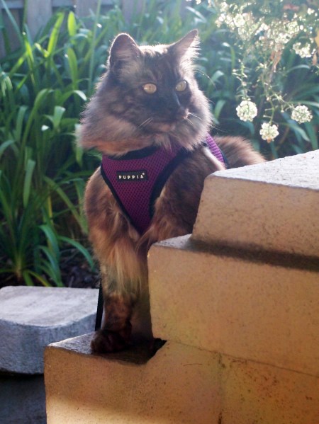 Theo at the porch column
